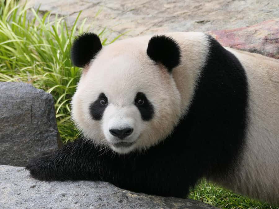 Panda & Friends Tour and a Day at Adelaide Zoo - What the $106 price buys you