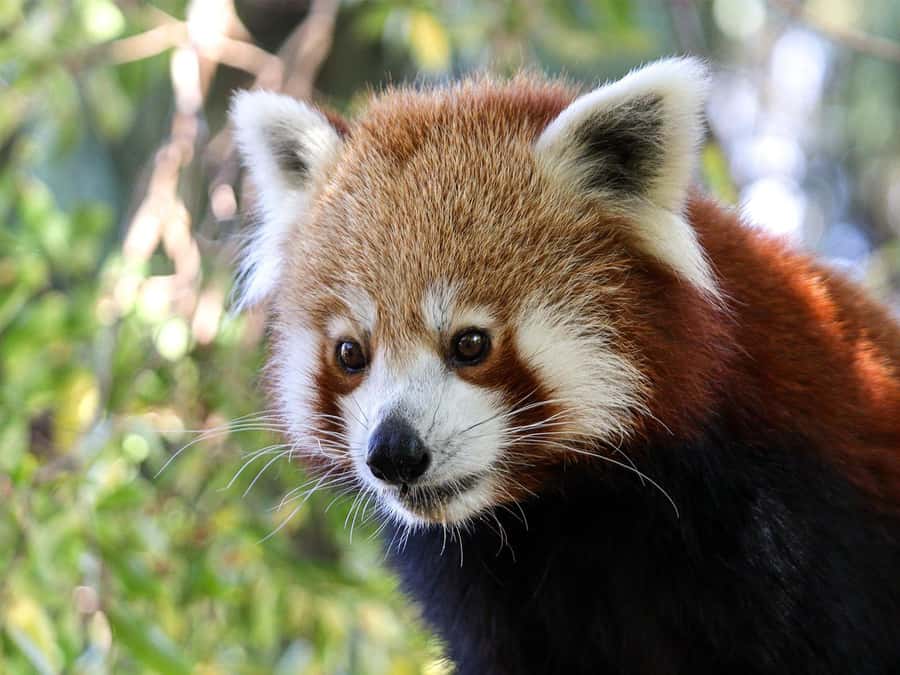 Panda & Friends Tour and a Day at Adelaide Zoo - The best time of day for animal activity