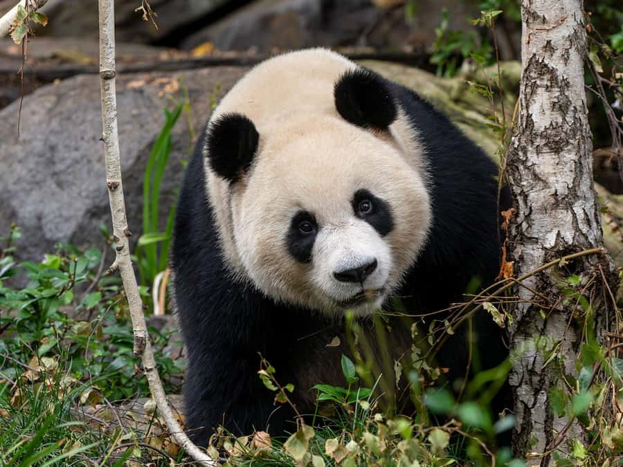 Panda & Friends Tour and a Day at Adelaide Zoo - Who will enjoy Panda & Friends most