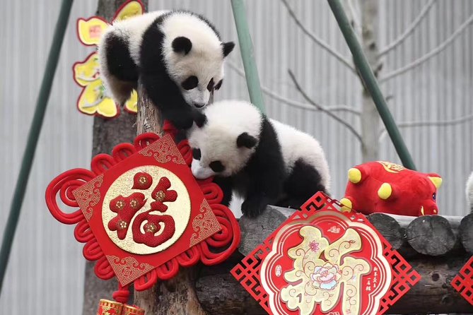 Panda Volunteer expperience in Dujiangyan or Wolong Panda Base - Key points at a glance