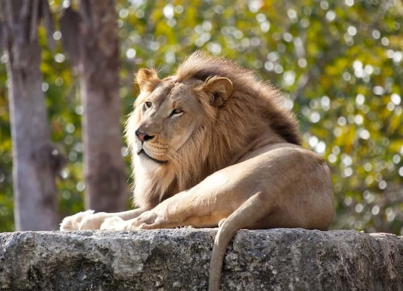 Paphos: Zoo Visit and Blue Lagoon Cruise with Guide & Lunch - A full day from Pafos Zoo to the Blue Lagoon
