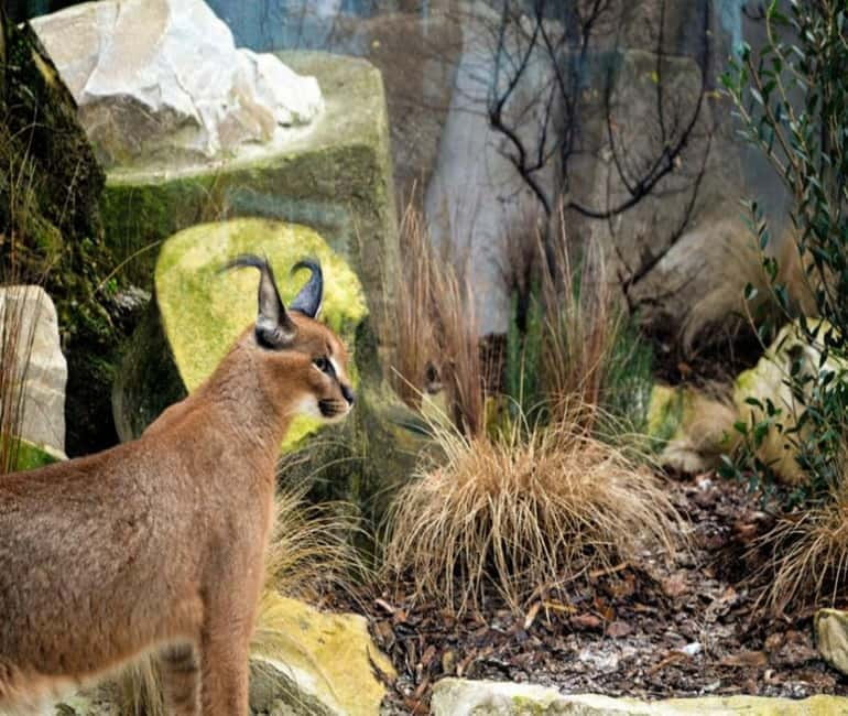 Paris: Ménagerie Zoo of Jardin des Plantes Entrance Ticket - Key points to know before you go