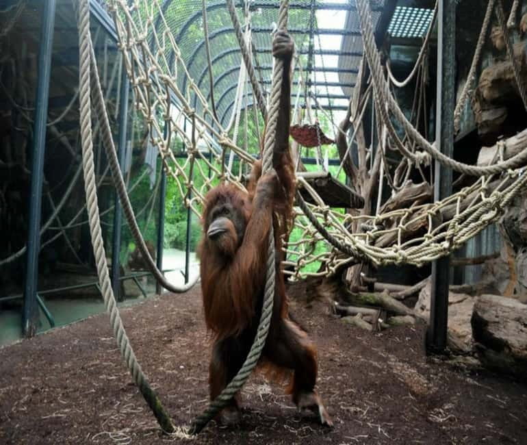Paris: Ménagerie Zoo of Jardin des Plantes Entrance Ticket - What you can see among the 150 species