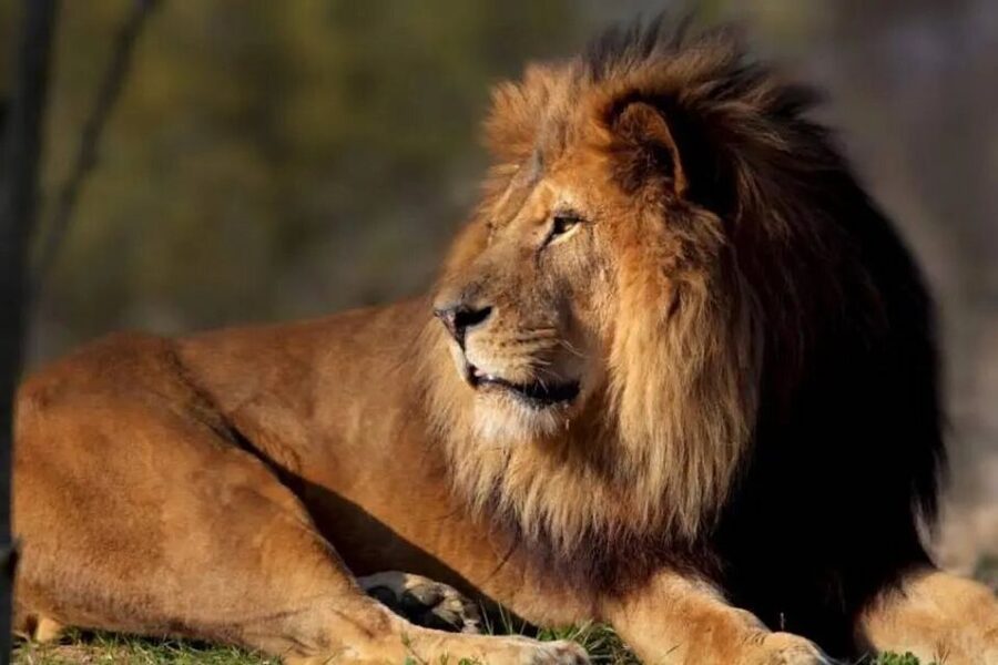 Paris: Paris Zoological Park Entrance Ticket - Key points at a glance