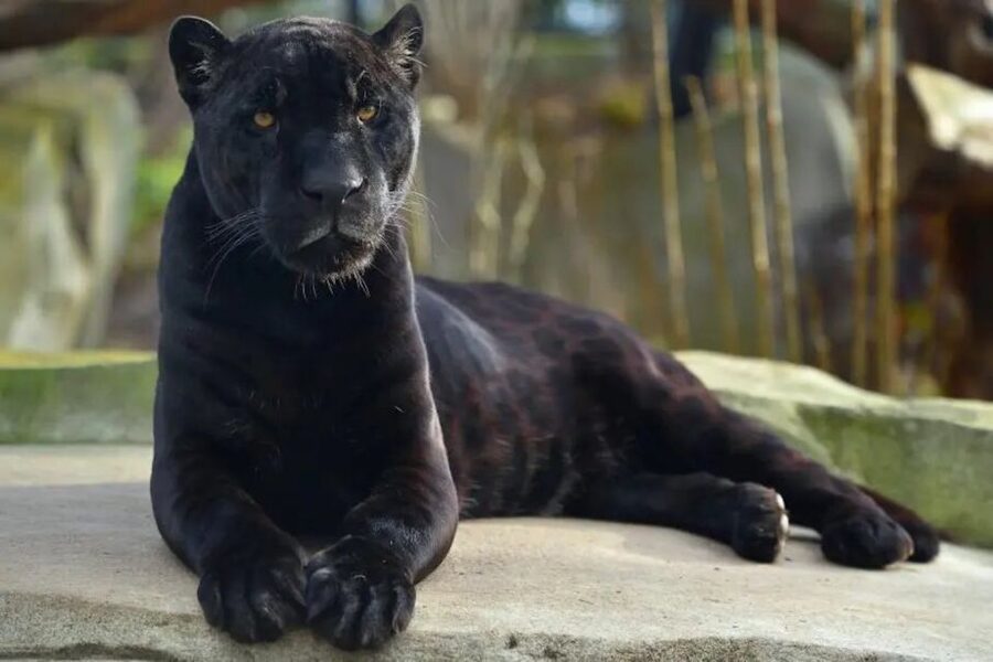 Paris: Paris Zoological Park Entrance Ticket - The Amazon zone brings the biggest surprise