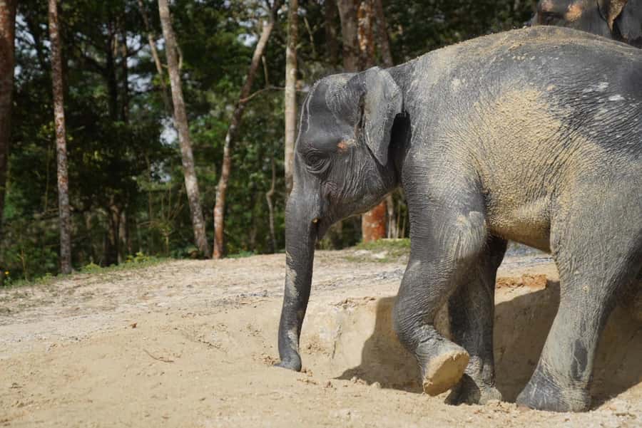 Patong Highlights: Elephant Sanctuary Tour with Transfer - Key points at a glance