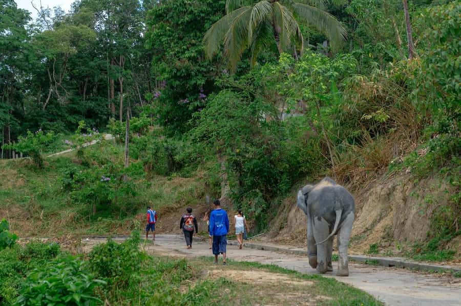 Patong Highlights: Elephant Sanctuary Tour with Transfer - Should you book the Patong elephant sanctuary tour?