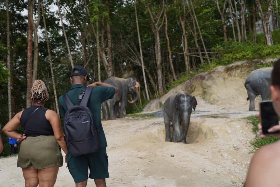Patong Highlights: Elephant Sanctuary Tour with Transfer - What the 2.5 hours feel like