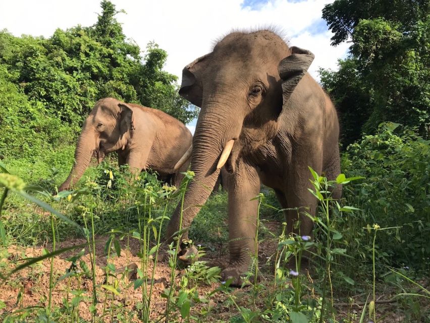 Patong Highlights: Elephant Sanctuary Tour with Transfer - The no-toilet detail you need to know