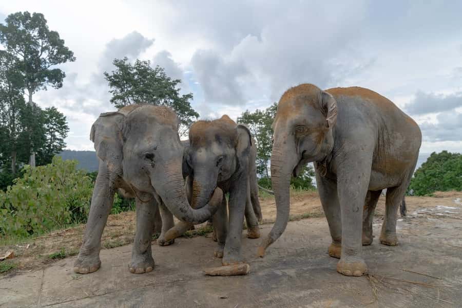 Patong Highlights: Elephant Sanctuary Tour with Transfer - Who will enjoy this sanctuary most?