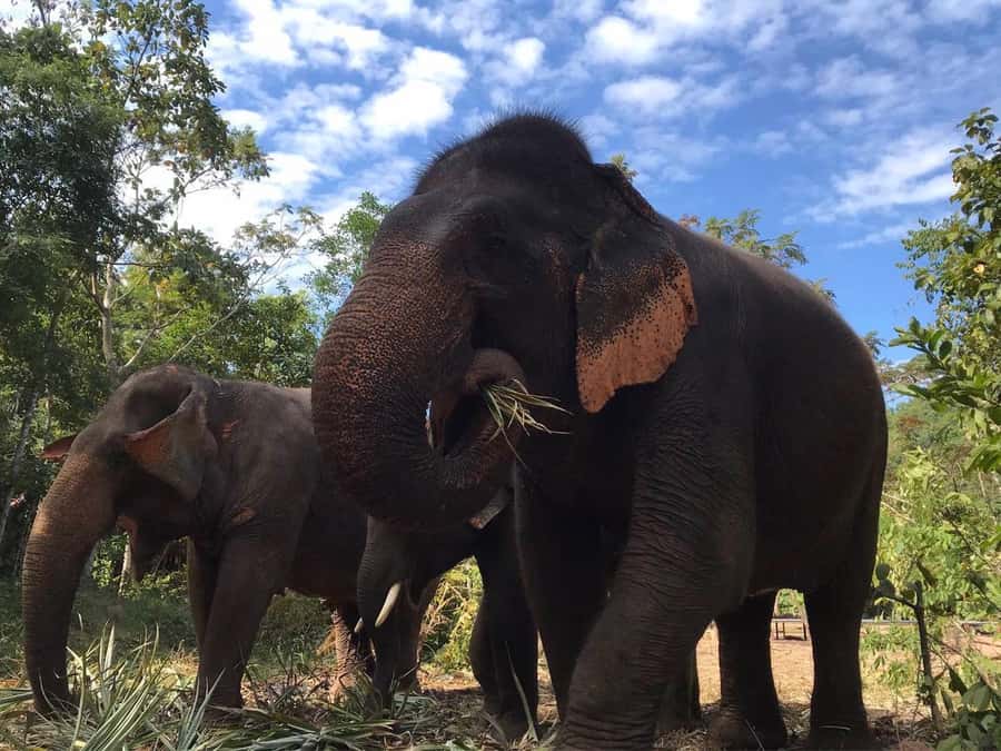 Pattaya: Ethical Elephant Sanctuary Interactive Tour - Key points to know before you book