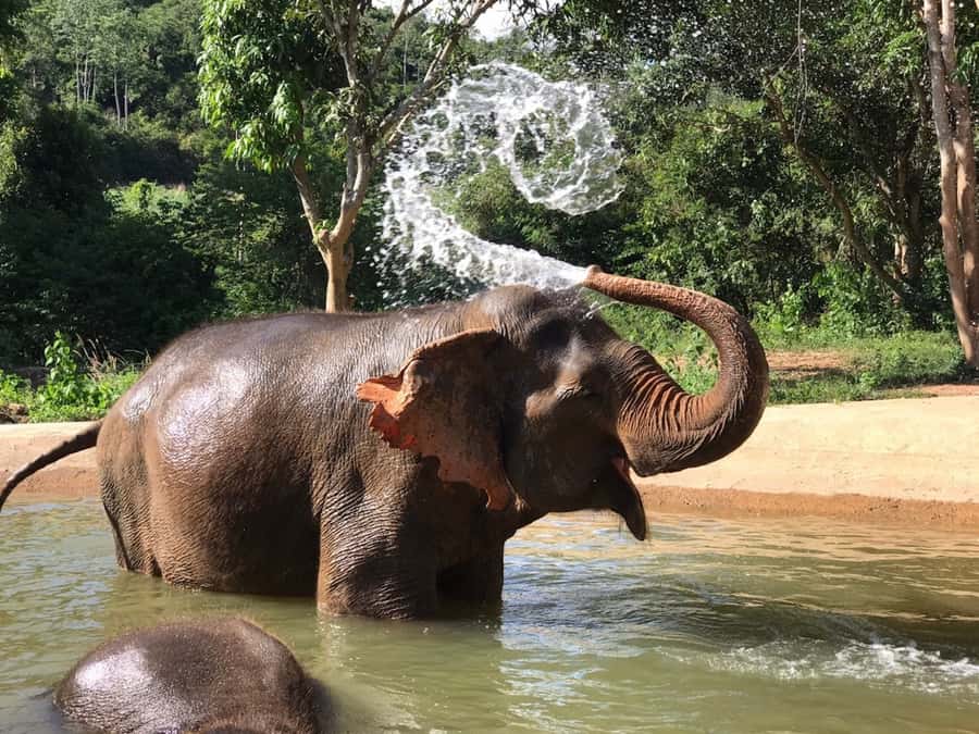 Pattaya: Ethical Elephant Sanctuary Interactive Tour - Meeting rescued elephants outside Pattaya