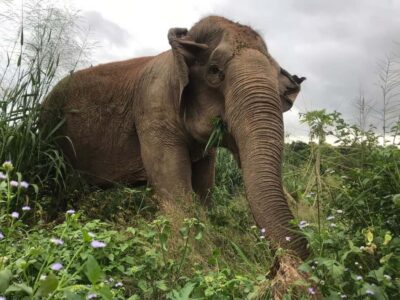 Pattaya: Ethical Elephant Sanctuary Interactive Tour