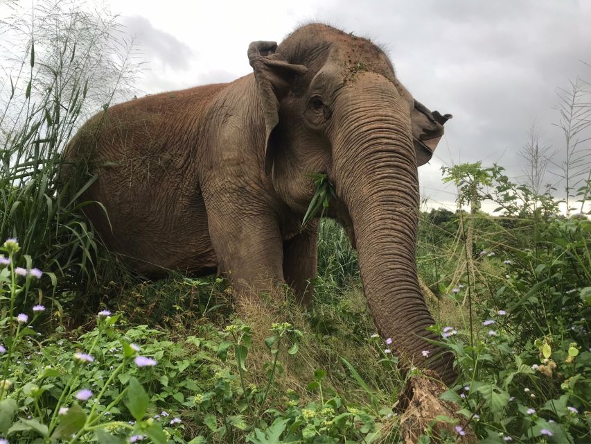 Pattaya: Ethical Elephant Sanctuary Interactive Tour - A muddy spa with the elephants