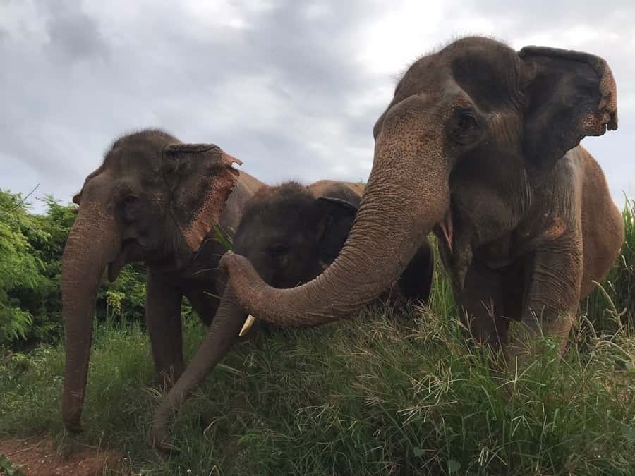 Pattaya: Ethical Elephant Sanctuary Interactive Tour - Bathing and swimming in the water