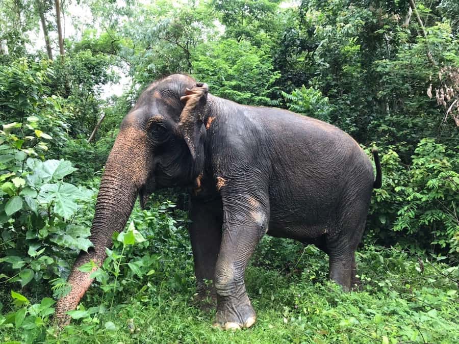 Pattaya: Ethical Elephant Sanctuary Interactive Tour - The real cost of the Pattaya elephant tour
