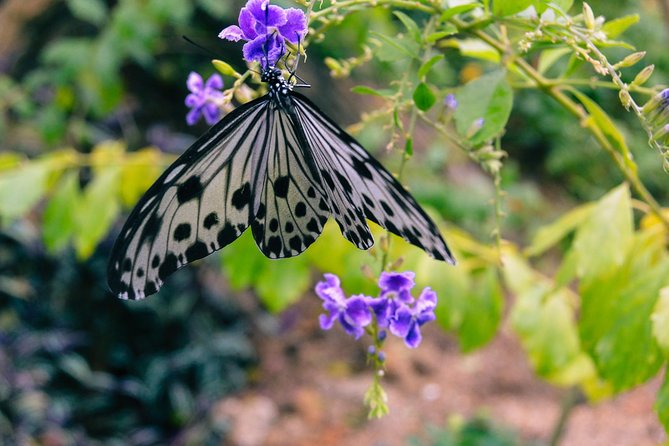 Penang Round Island Tour With Tropical Spice Garden & Entopia Butterfly Farm - Why this five-hour route works