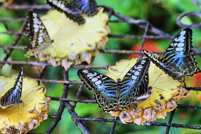 Penang Round Island Tour With Tropical Spice Garden & Entopia Butterfly Farm - Should you book it?