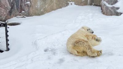 Penguin Fun & Snowmobile : Sapporo Winter (Asahiyama Zoo)