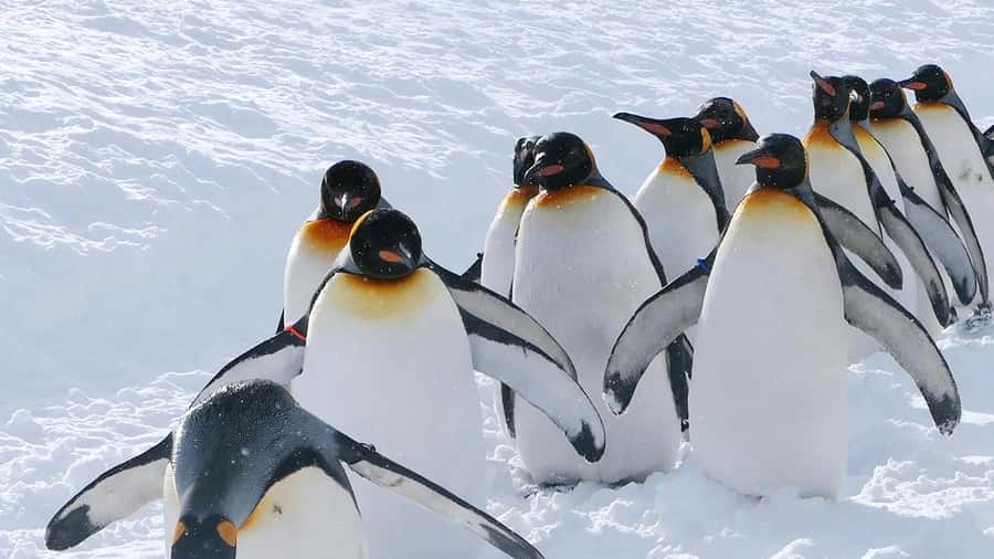 Penguin Fun & Snowmobile : Sapporo Winter (Asahiyama Zoo) - Shikisai-no-oka and the snowmobile decision