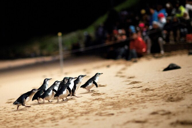 Penguin Parade, & Wildlife Encounters Eco Tour from Melbourne - A full day built around one tiny bird