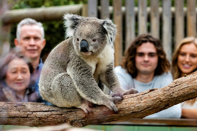 Penguin Parade, & Wildlife Encounters Eco Tour from Melbourne - Transport, timing, and the long ride home