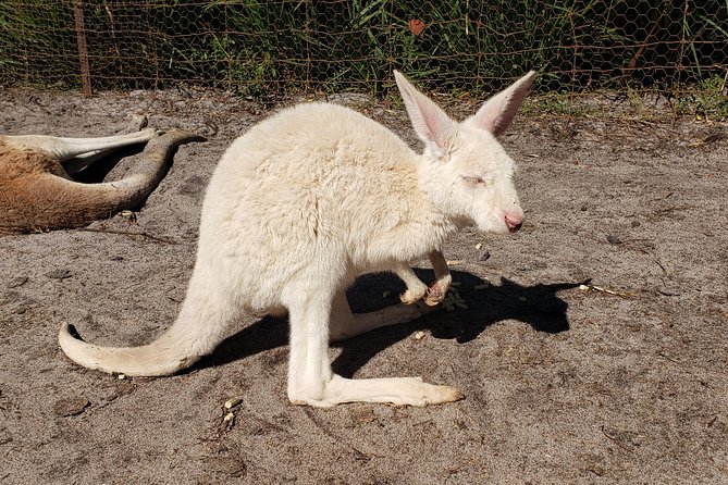Perth Wildlife Park & City Highlights - Premium Small Group Tour - Scarborough and Perth’s Sunset Coast