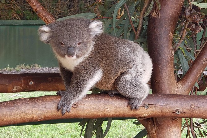 Perth Wildlife Park & City Highlights - Premium Small Group Tour - What the $157.79 price really covers