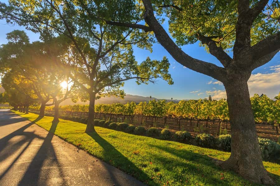 Perth Wildlife Park & City Highlights - Small Group Tours - Wine and lunch in the Swan Valley