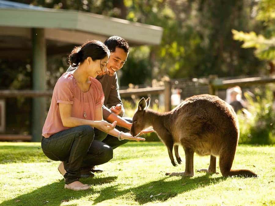 Perth Wildlife Park & City Highlights - Small Group Tours - Meeting the animals at Caversham Wildlife Park
