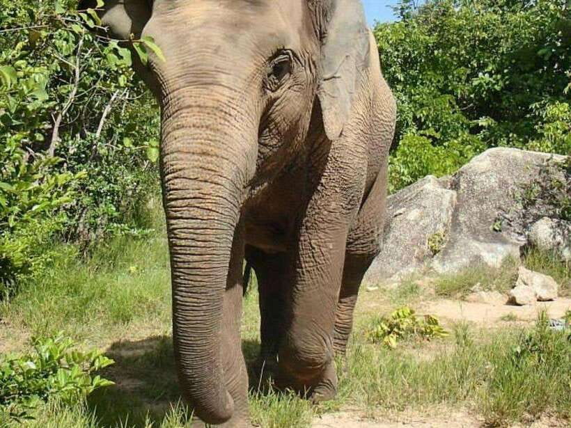 Phnom Tamao Wildlife Center & Buddha Kiri Cambodia Day Tour - Who should book this tour?