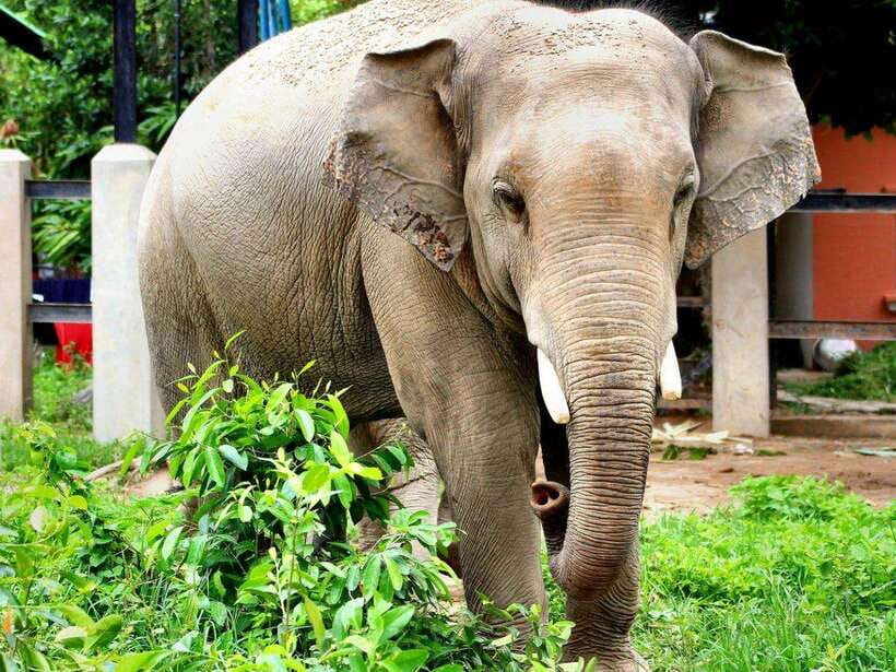 Phnom Tamao Wildlife Center & Buddha Kiri Cambodia Day Tour - The guide can make or break the experience