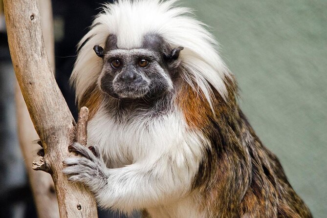Phoenix Zoo Admission Ticket - Key points to know before you go