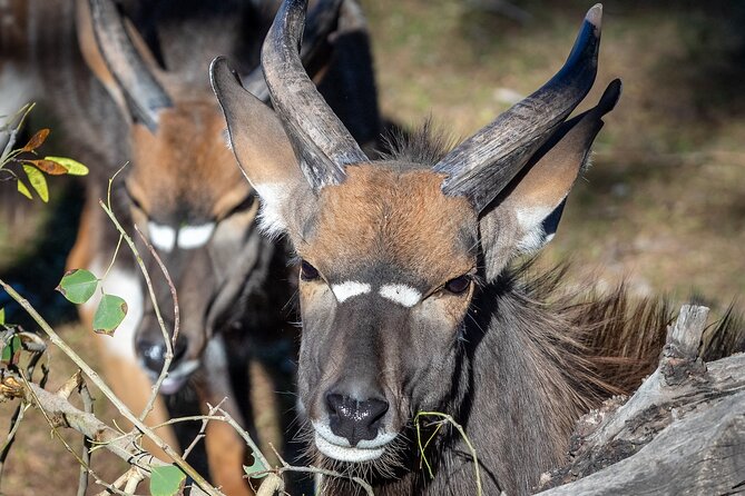 Phoenix Zoo Admission Ticket - Standout animal areas and family activities