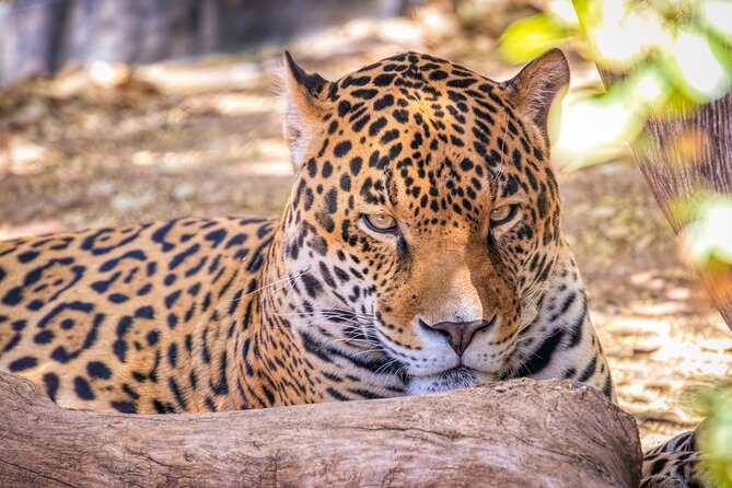 Phoenix Zoo Admission Ticket - Mobile entry and ticket choice