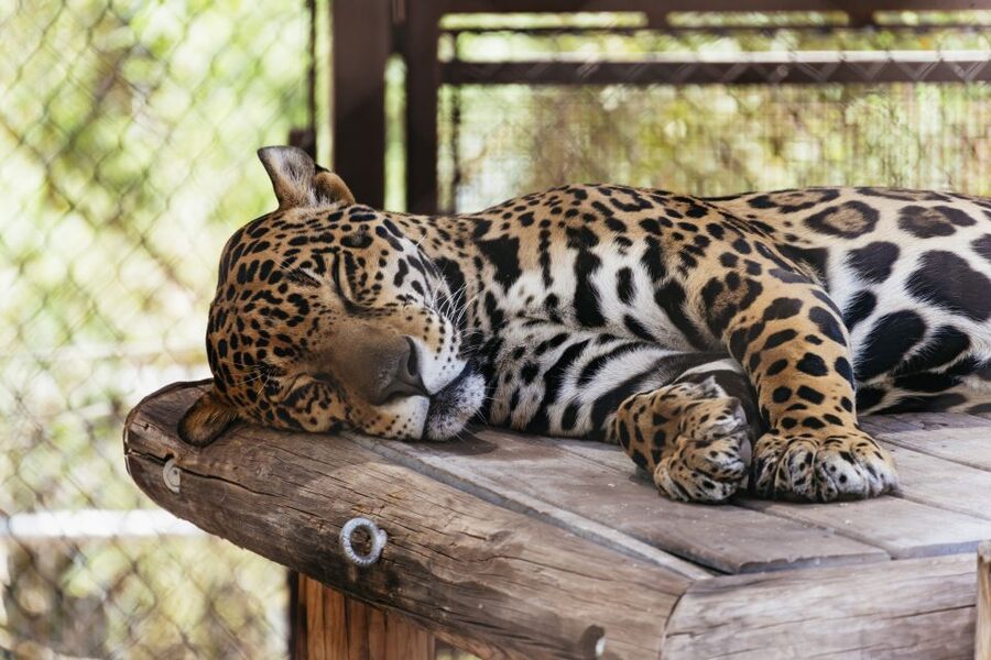 Phoenix Zoo One Day General Admission Ticket - What the $39 admission really covers