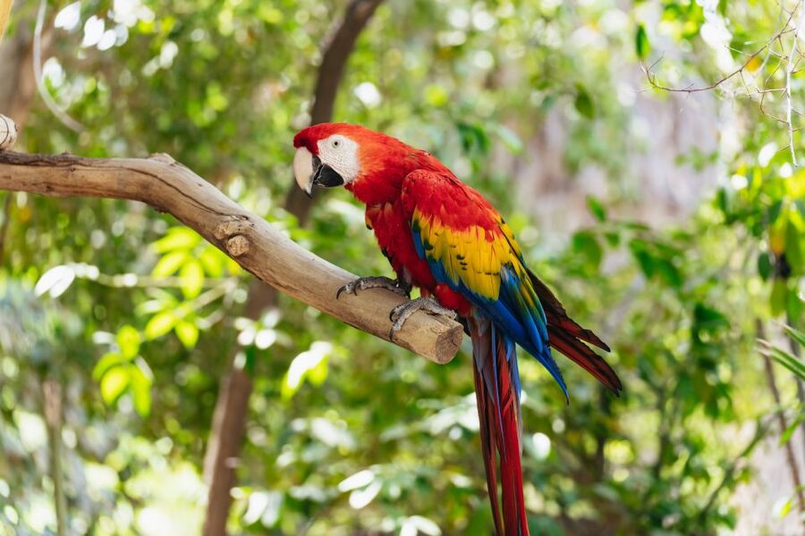 Phoenix Zoo One Day General Admission Ticket - Walking, shade, and pacing your day