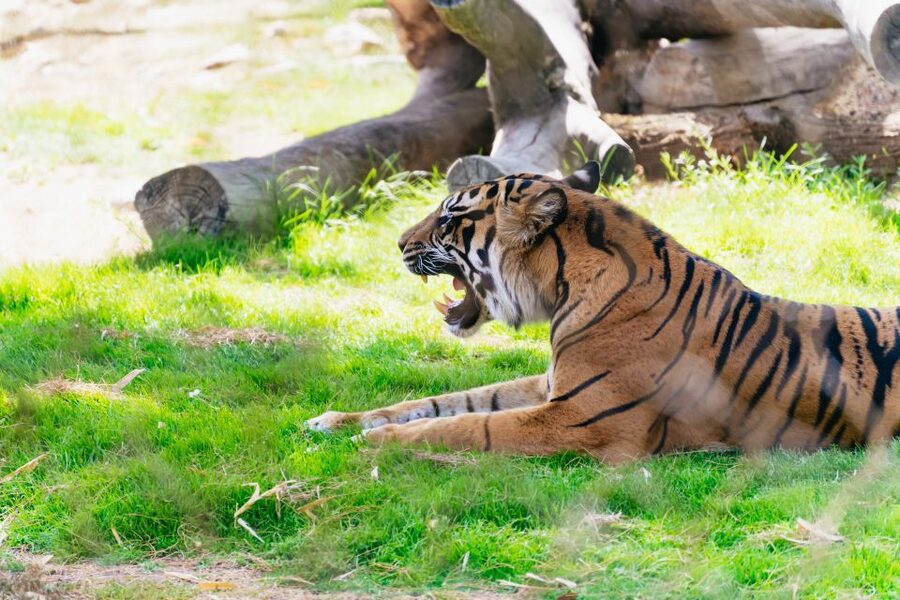 Phoenix Zoo One Day General Admission Ticket - Timing your visit around seasonal hours