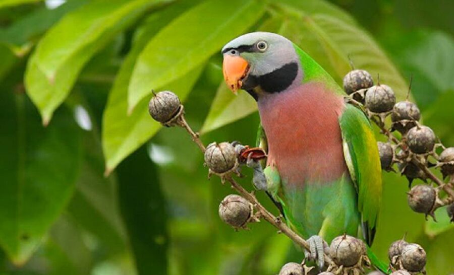 Phu Quoc: Vinpearl Safari Park Entry Ticket - What makes Vinpearl Safari different