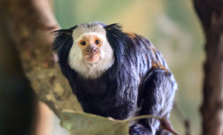 Phu Quoc: Vinpearl Safari Park Entry Ticket - Is the $29 ticket good value?