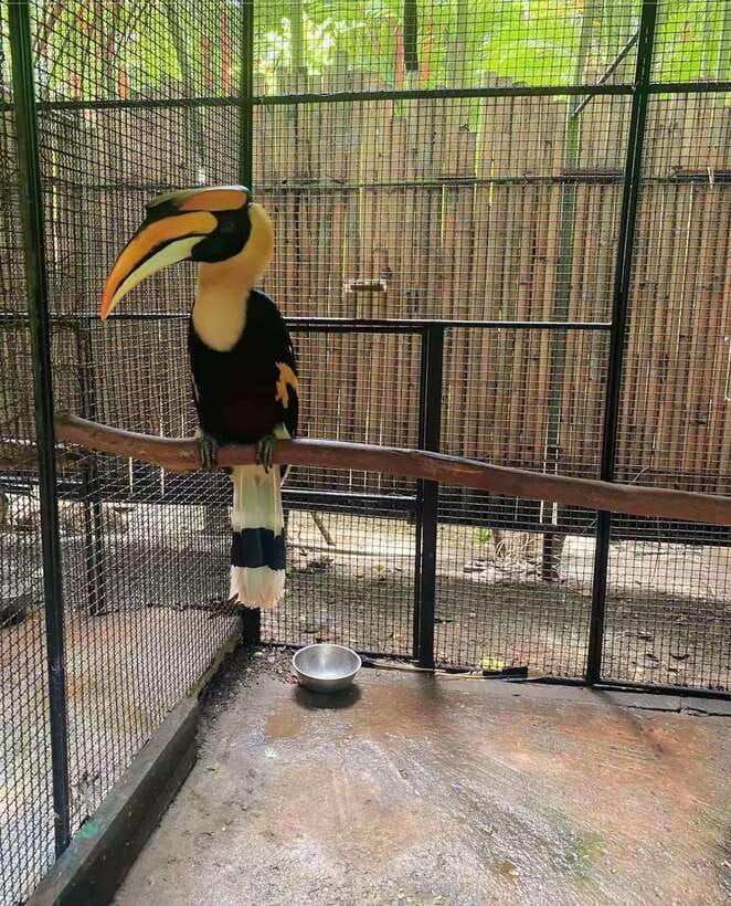 Phuket: Bird Park Entry Ticket - Should you book the Phuket bird park?