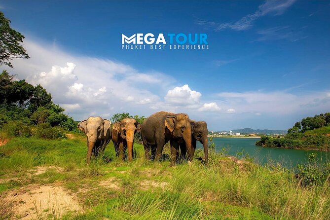 Phuket City Tour & Elephant Sanctuary – Town, Temple, Food & View - Why the elephants give this tour its heart