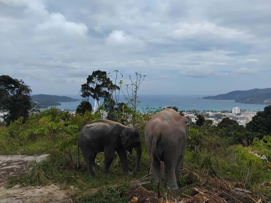 Phuket: Eco Guided Tour at Elephant Sanctuary - Key points to know before booking