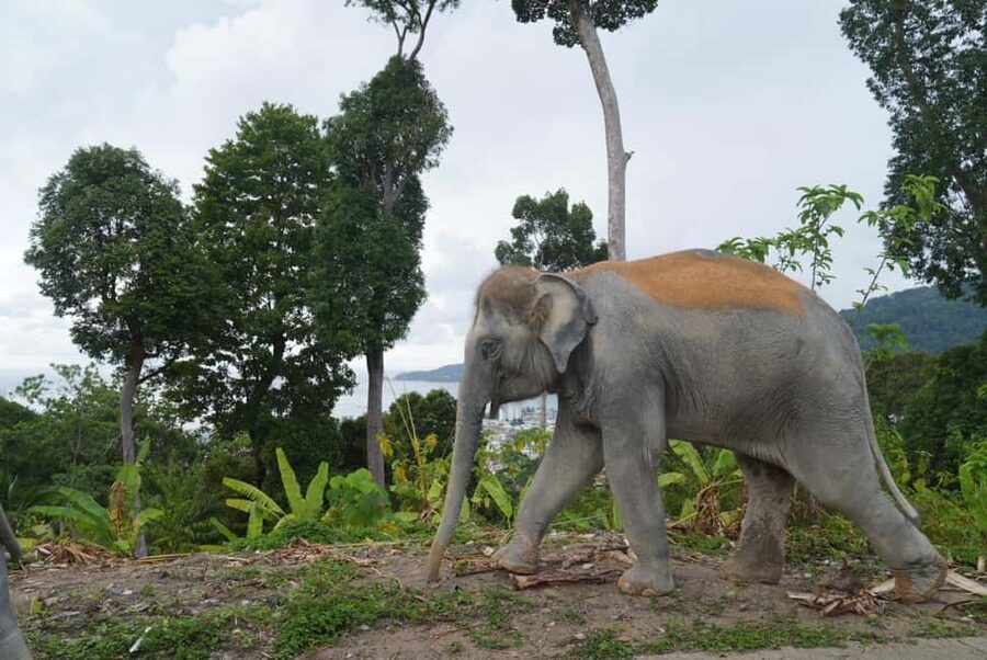 Phuket: Eco Guided Tour at Elephant Sanctuary - Making herbal vitamin balls by hand