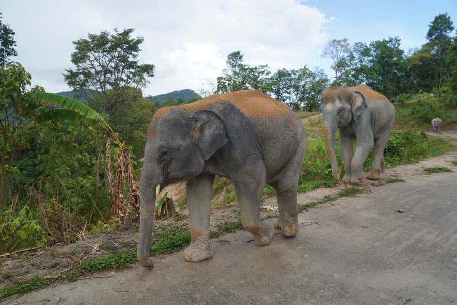 Phuket: Eco Guided Tour at Elephant Sanctuary - Feeding the elephants in a natural setting