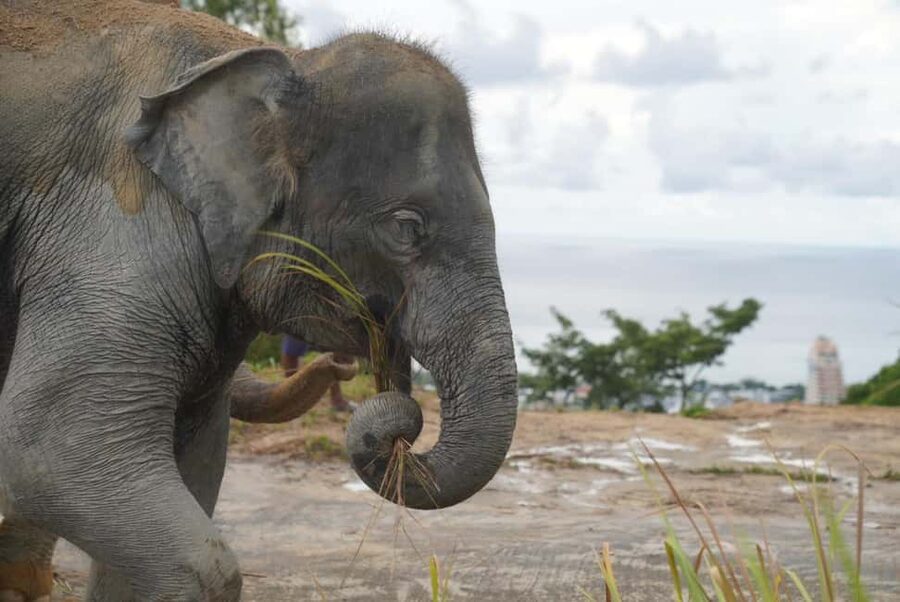 Phuket: Eco Guided Tour at Elephant Sanctuary - How the 30-minute schedule works