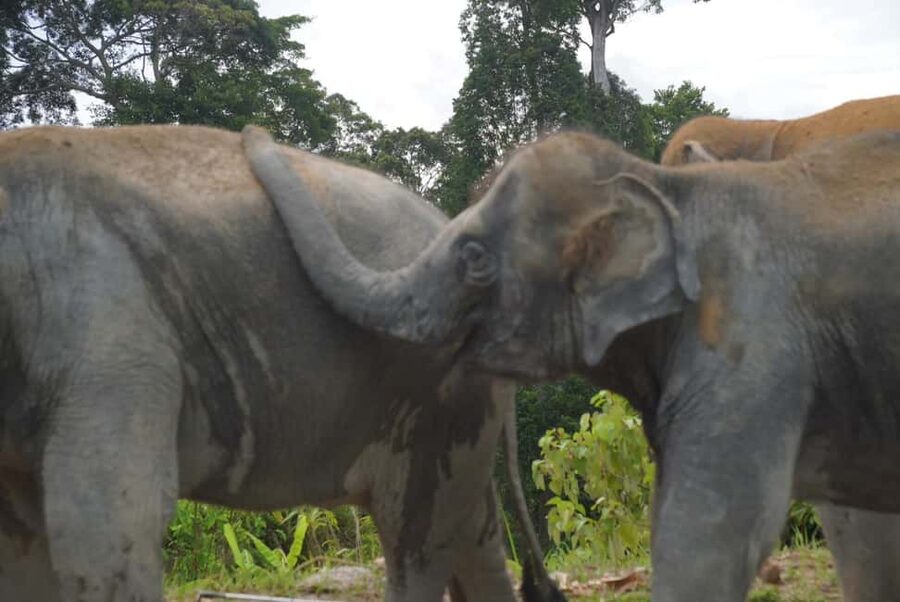 Phuket: Eco Guided Tour at Elephant Sanctuary - A guide-led visit with a personal touch
