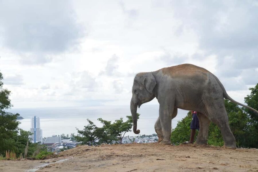 Phuket: Eco Guided Tour at Elephant Sanctuary - Practical advice for your visit