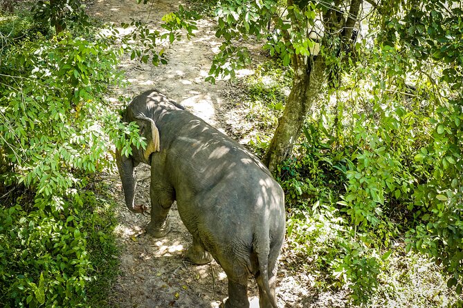 Phuket: Elephant Sanctuary Canopy Walkway Tour - Key points at a glance