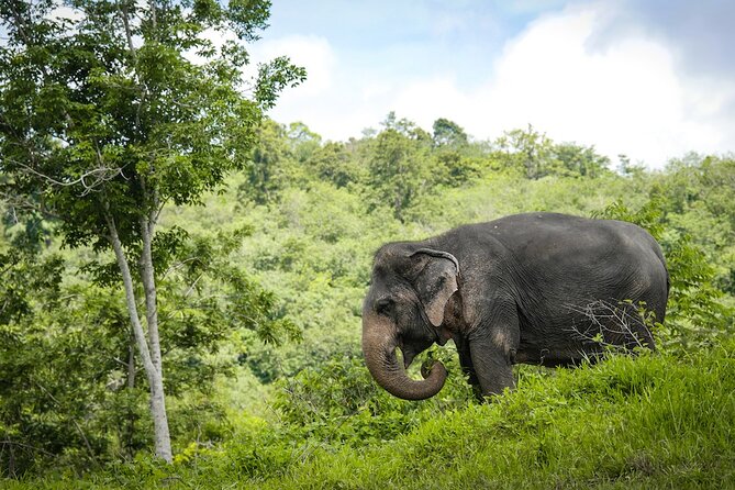 Phuket: Elephant Sanctuary Canopy Walkway Tour - Why the canopy walkway changes the elephant encounter